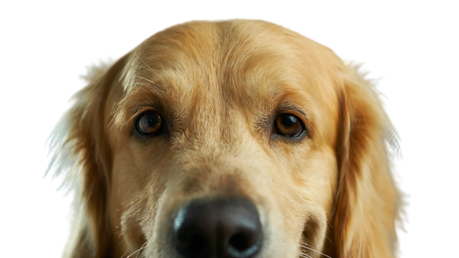 Golden retriever cut out with soft fur edges — After