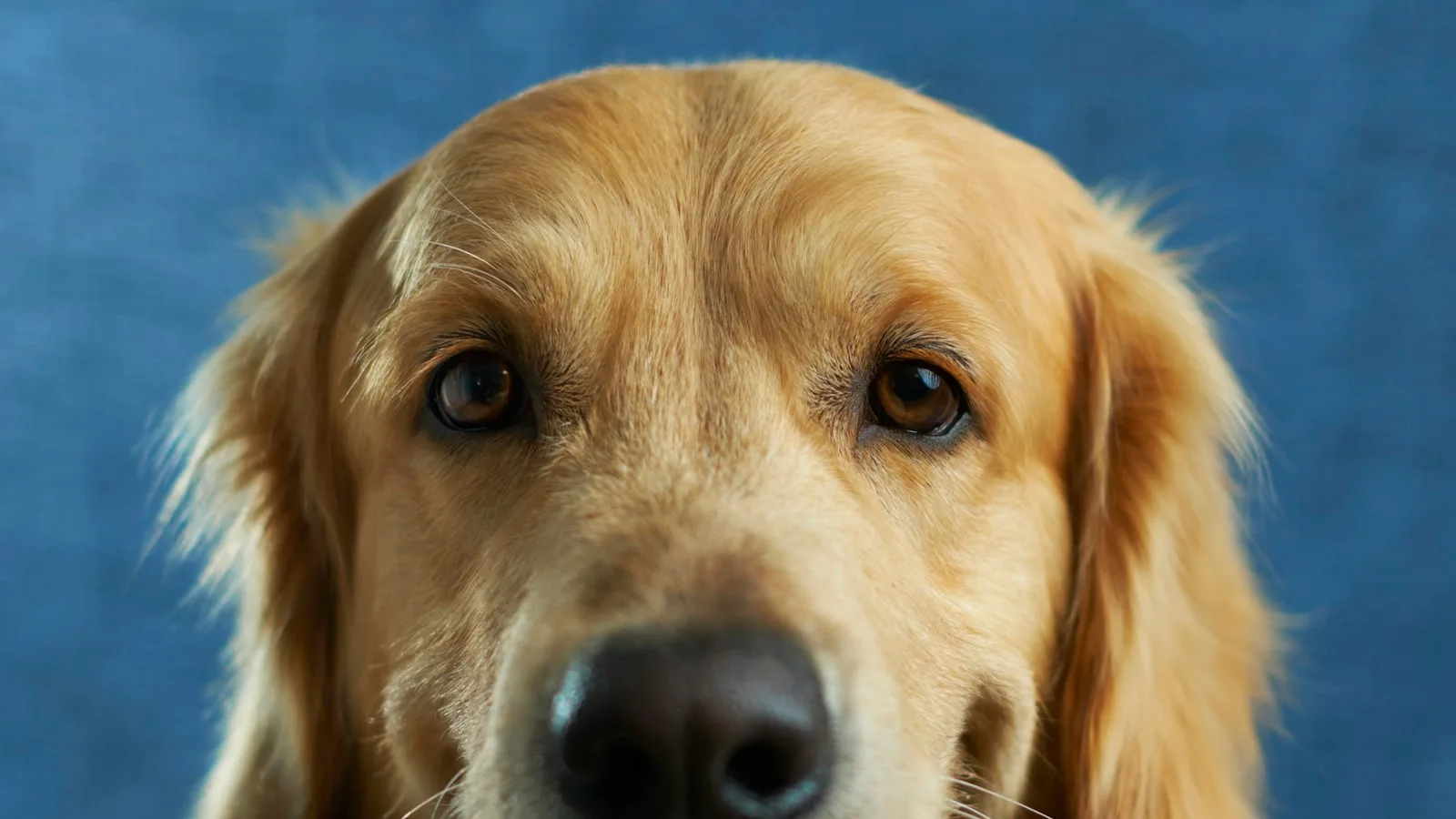 Golden retriever cut out with soft fur edges — Before